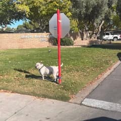 Juno Waited Beside a Stop Sign, Hoping Her Family Would Come Back