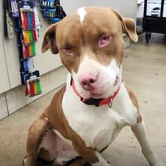 Blind Dog Walks Into a Dollar Store Alone — And Finds the Way Home