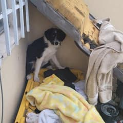 The Frightened Puppy Who Chose an 8-Year-Old Girl to Trust