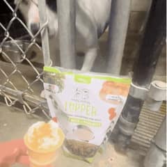 Love Found These Shelter Dogs on the Hottest Days