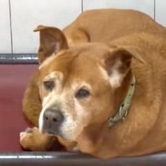 After 1,739 Days of Waiting, Mr. Jones Finally Left the Shelter for Good