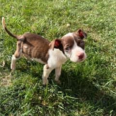 A Tiny Puppy Ate Trash to Survive, Until Love Gave Him a Home