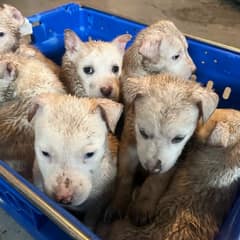 Seven Silent Puppies Were Left in the Cold—Then One Woman Looked Inside Their Crate