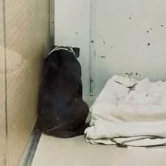 Homer Faced The Wall After Losing His Home, Then Love Found Him Again