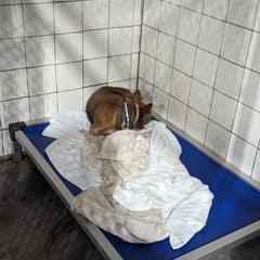 Tiny Senior Dog Found A Forever Place Where His Tired Heart Could Rest