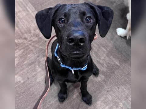 The “Little Lab” Kept Growing — Then His DNA Revealed A Rare Surprise