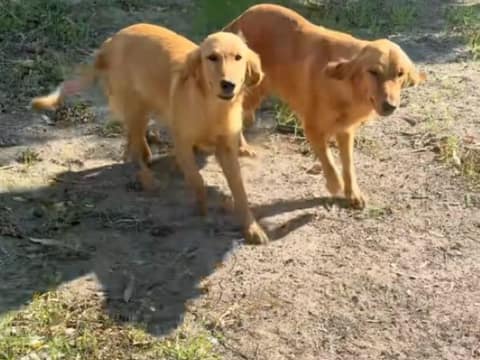 Tabatha Waited Two Weeks for Help, Then Led Her Rescuer to Eight Tiny Lives