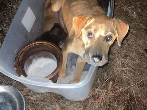 Abandoned In A Plastic Bin, Ginger Used Her Last Strength To Warm Her Puppies