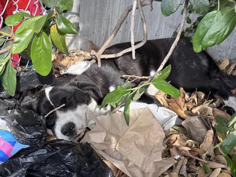 The Puppy Crying in the Bushes Was Too Hurt to Stand—Then Gentle Hands Reached In
