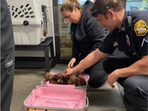 A Frantic Mother Dog Led Officers To A Pink Suitcase Holding Her Babies