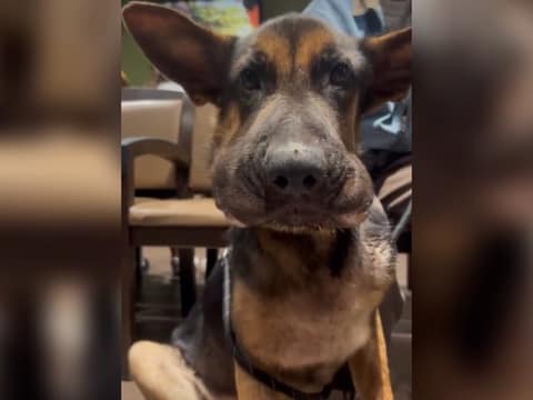 The Swollen Puppy Left at the ER Finally Learned What Love Feels Like
