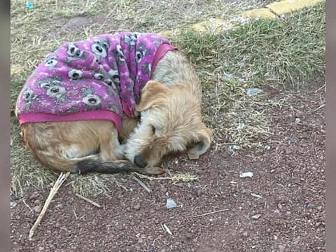 She Curled Up Small and Hoped the World Would Notice