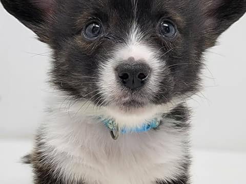 The Puppy Left Behind Woke Up to the Sweetest Surprise