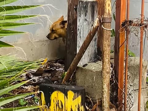 Tiny Bean Waited on One Patch of Grass for the Family Who Never Returned
