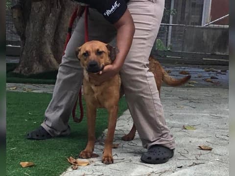 Two Terrified Sisters Were Left in Chains, but Love Taught Them How to Be Dogs