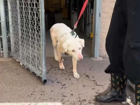 Left Blind in the Desert, Copper Held On Until a Gentle Morning Found Him