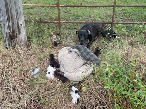 The Mama Dog In The Ditch Was Exhausted, But She Never Stopped Protecting Her Babies