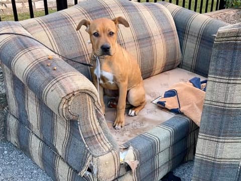 Tied To A Fence With A Shoestring, This Little Puppy Waited For Someone To Finally Stop