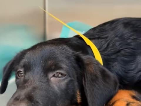 A 12-Week-Old Puppy Was Out Of Options, Until One Nurse Saw The Life Still Waiting For Him
