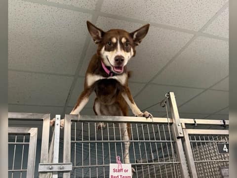 Maya Escaped Her Kennel, but Her Joyful Heart Was the Real Surprise