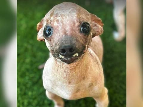 The Little Hairless Dog Who Never Stopped Wagging