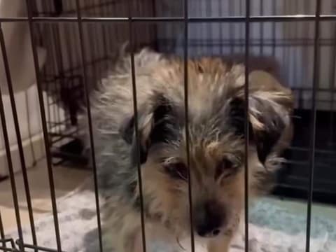 The Nine-Pound Dog Who Would Not Quit