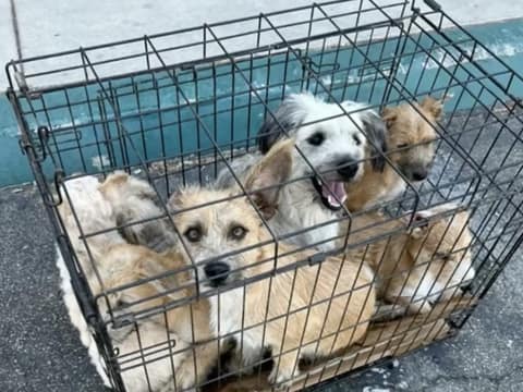 Woman Finds Seven Neglected Dogs Trapped In A Tiny Cage And Knows She Cannot Leave Them