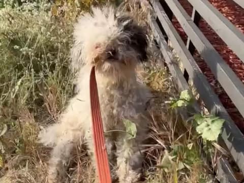 She Crossed the Street for One Scruffy Dog and Found Eight Hearts Waiting