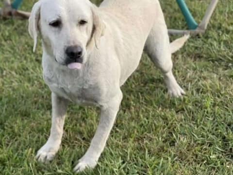 She Said Yes to One Sad Lab, and Her Sister Found the Way Home