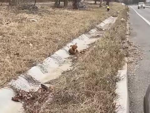 The Little Dog Who Trembled in the Dirt and Then Found a Forever Home