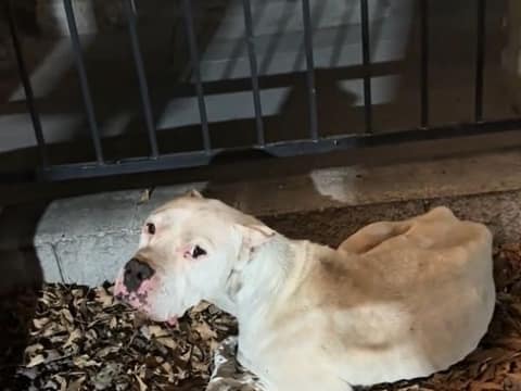Dojo Was Too Tired To Stand, Until Love Found Him Under A Sign