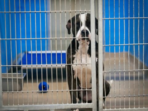 The Big Shelter Dog Who Never Stopped Asking to Be Seen