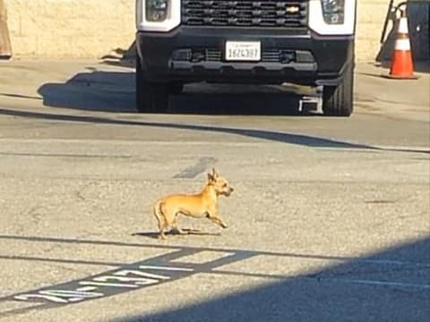 The Little Dog Who Hid Between Cars Until Love Refused to Leave