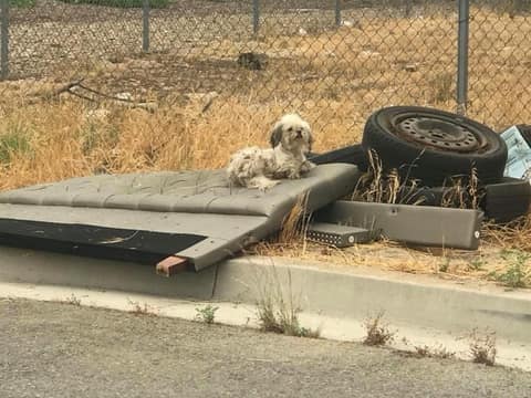 Three Little Dogs Hid in a Tire Until Kindness Stopped