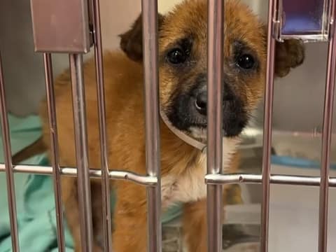 The Texas Puppy Who Reached One Small Paw Through the Bars for Her Mama
