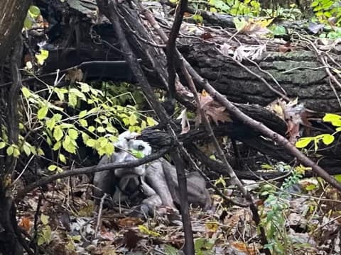 He Could Not Walk Out of the Woods, So Love Carried Him