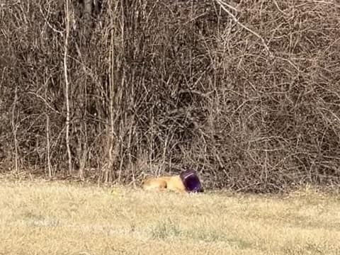 The Purple Bucket Hid His Face, but Love Refused to Look Away