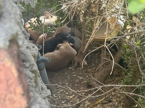 She Would Not Leave Her Babies, Even When The Wind Grew Cruel
