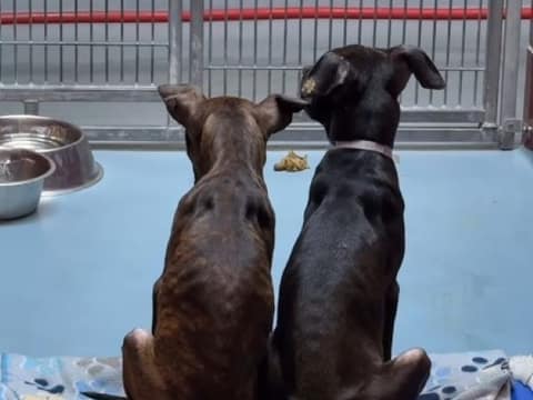 Two Puppy Brothers Reached Through the Bars Before Hope Ran Out