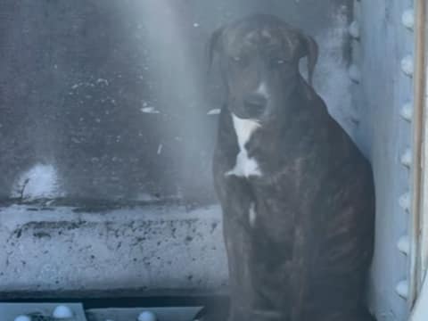 Myrtle Clung To A Bridge Ledge For 12 Hours, Waiting For Gentle Hands To Bring Her Home