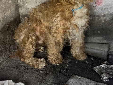 The Little Dog Beneath The Street Was Too Afraid To Be Rescued