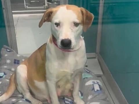 Thirty Minutes From Goodbye, A Pregnant Shelter Dog Found Safety For Her 11 Babies