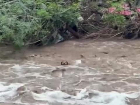 Morocho Fought the River for Six Hours, Then a Familiar Voice Called Him Home