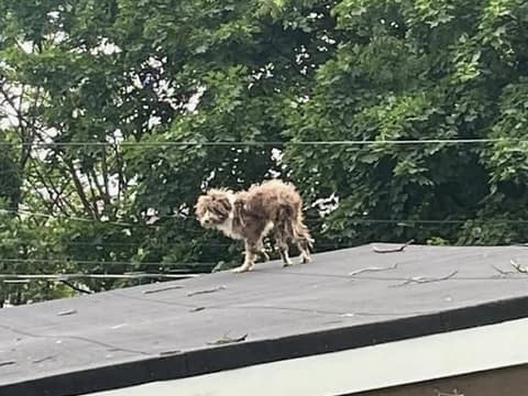 Thin and Trembling on a Rooftop, Fiddler Waited for Someone to See Him