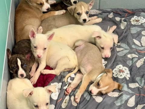 A 2.4-Pound Puppy Climbed Toward Hope—and Saved His Whole Family