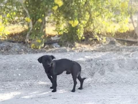 They Searched the Desert for One Dog, but Tiny Prince Needed Them Most