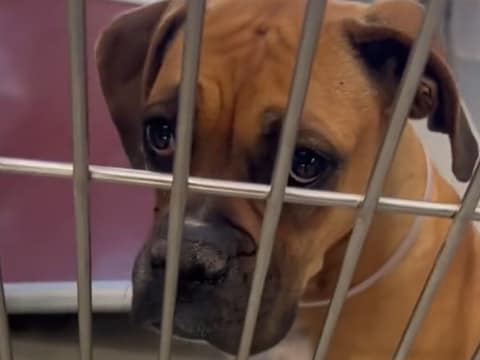 Ginger’s Last Day Out Became the First Day of Her New Life