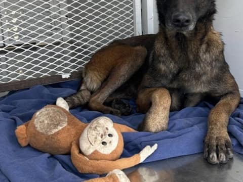 Abandoned Beside A Park, Monkey Would Not Leave Her Little Stuffed Friend