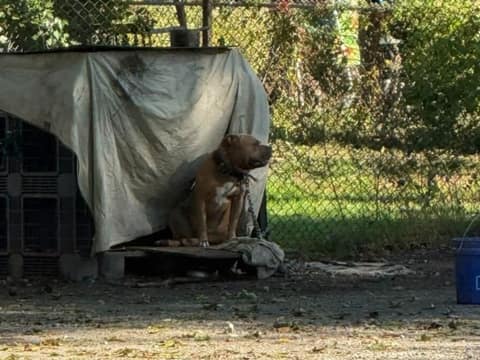 Boyer Could Barely Reach His Shelter, Yet He Greeted His Rescuers With Kisses