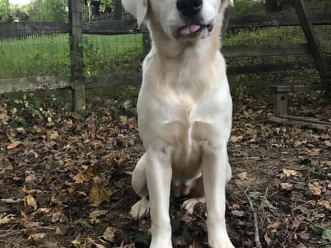 The Frightened Shelter Dog Who Became Her New Mom’s Quiet Strength
